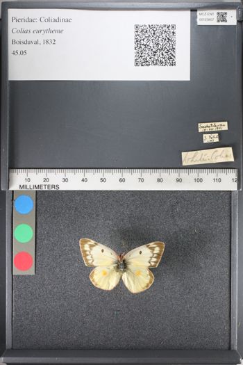 Media type: image;   Entomology 123807